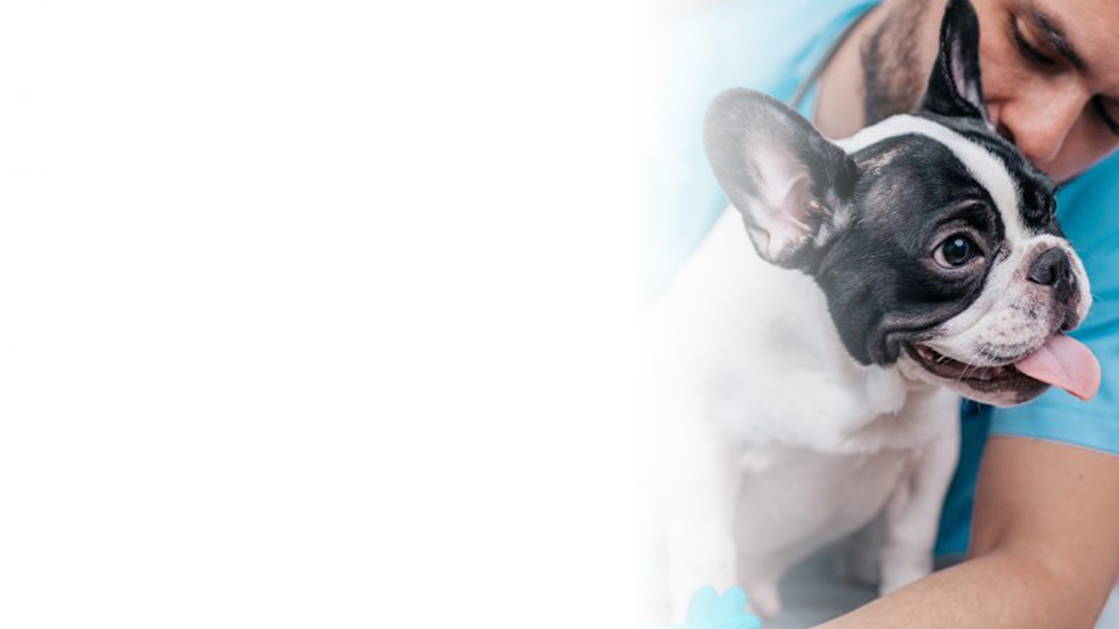 Perro recostado, imagen de referencia para el cuidado de la diabetes canina